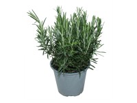 Rozmaring 14 cm Rozmaring 14 cm