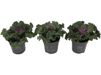 Vadkáposzta fodros levéllel cserépátmérő kb. 10,5 cm Brassica oleracea
