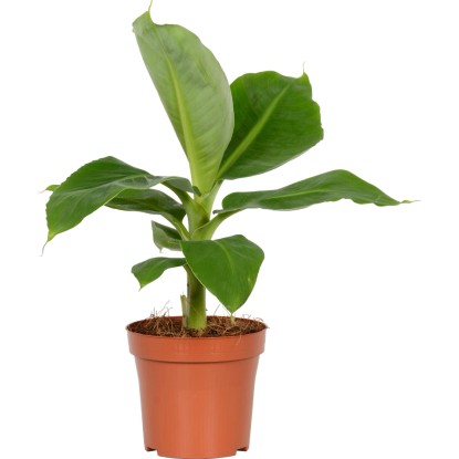 Díszbanán "Tropicana" cserépátmérő: kb. 20 cm Musa