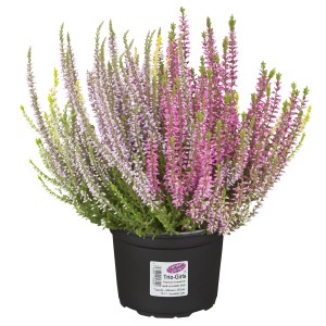 Hangafű 'Vanilla Plum Trio' cserépben, rózsaszín, lila és fehér virágok. Calluna vulgaris.