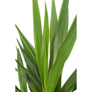 Yucca Tres Canas pálmaliliom, kb. 110-125 cm magas, cserépben. Szobanövény zöld levelekkel.