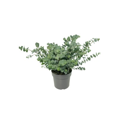 GROW by OBI eukaliptusz "Baby Blue" mag. kb. 20 - 30 cm Eucalyptus pulverulenta