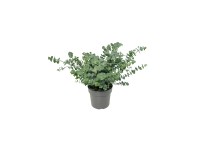 GROW by OBI eukaliptusz 