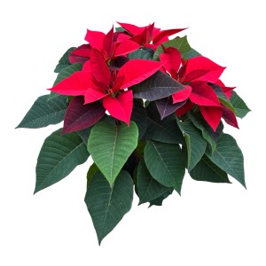 Mikulásvirág Poinsettia extra 13 cm