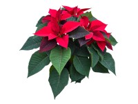 Mikulásvirág Poinsettia extra 13 cm