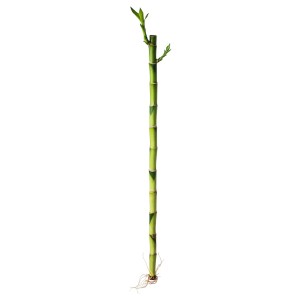 Szerencsebambusz (Dracaena sanderiana), kb. 40 cm magas, zöld szárral és levelekkel.