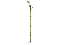 Lucky Bamboo fehérszélű sárkányfa magasság kb. 40 cm Dracaena sanderiana Lucky Bamboo fehérszélű sárkányfa magasság kb. 40 cm Dracaena sanderiana
