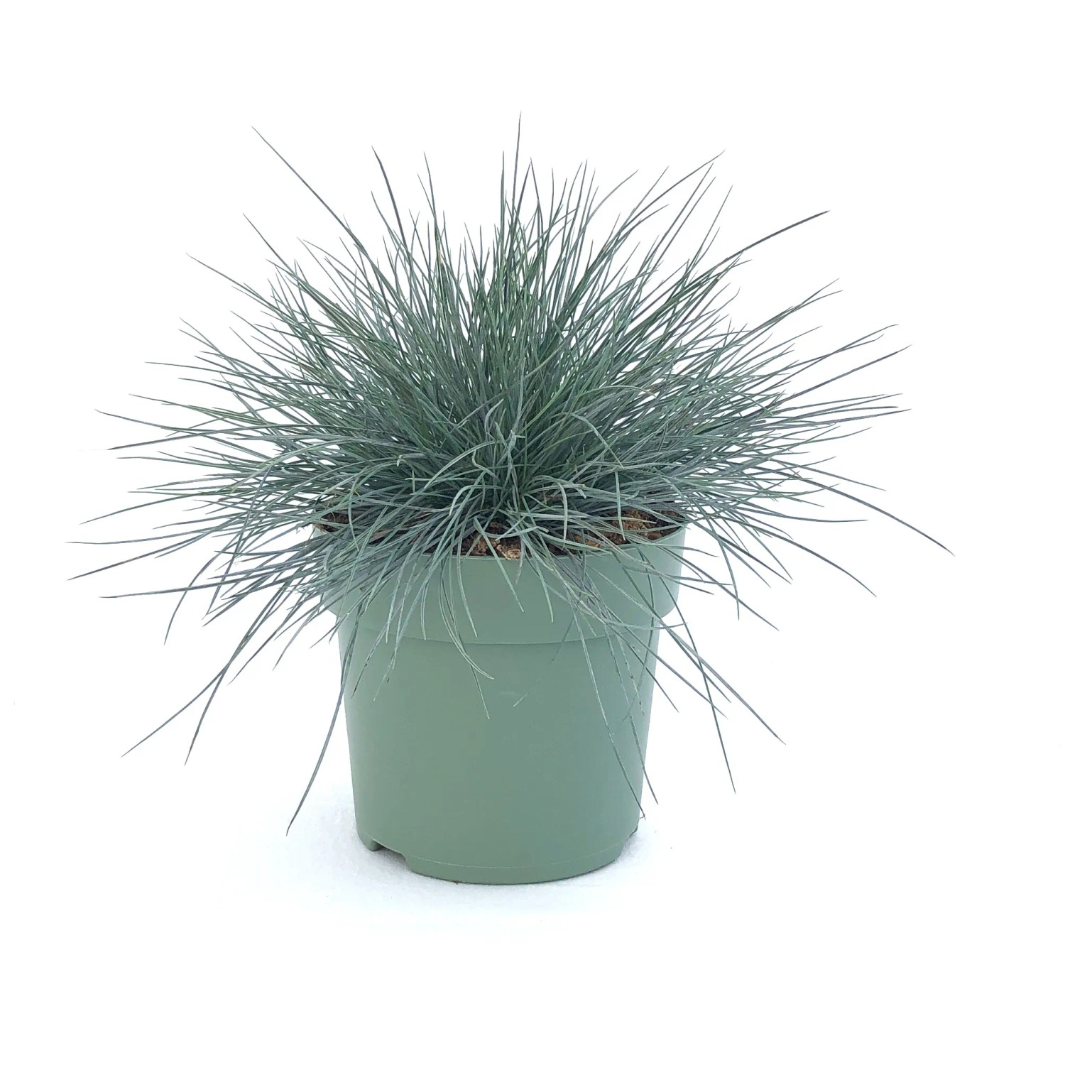 Deres csenkesz "Elijah Blue" cserépátmérő kb. 14 cm Festuca glauca