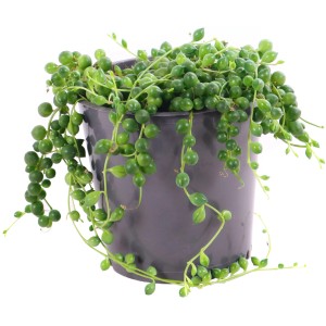 Füzérnövény (Senecio herreianus) cserépben, lelógó, borsó alakú levelekkel.