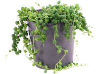 Aggófű magasság kb. 15-20 cm cserépátmérő kb. 12 cm Senecio herreianus Aggófű magasság kb. 15-20 cm cserépátmérő kb. 12 cm Senecio herreianus