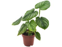 Filodendron 