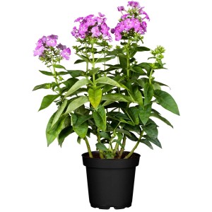 Lángvirág (Phlox) cserépben, lila virágokkal.