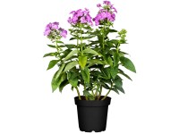 Bugás lángvirág (Phlox) piros cserépátmérő kb.: 13 cm Bugás lángvirág (Phlox) piros cserépátmérő kb.: 13 cm