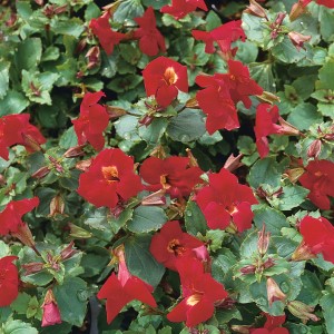 Közelkép a piros Gauklerblume "Bonfire Red" (Mimulus) virágról zöld levelekkel.