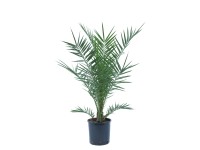 GROW by OBI kanári datolyapálma mag. kb. 80/100cm cserép 7 l Phoenix canariensis