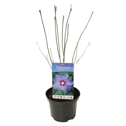 Kerti mályva kék magasság kb. 20 cm-30 cm cserép kb. 2 l Hibiscus syriacus