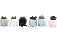 Pozsgás növények elefánt alakú kerámiában cserépátmérő: kb. 5 cm