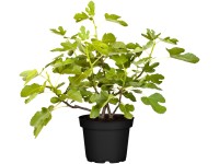 Fügebokor magasság kb. 40 cm - 50 cm cserépátmérő kb. 17 cm Ficus carica Fügebokor magasság kb. 40 cm - 50 cm cserépátmérő kb. 17 cm Ficus carica