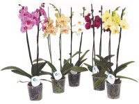 Lepkeorchidea 2 szálas cserépátmérő: kb 12 cm Phalaenopsis Lepkeorchidea 2 szálas cserépátmérő: kb 12 cm Phalaenopsis