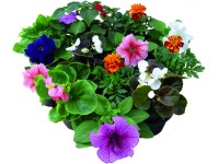 Egynyári mix Egynyári mix