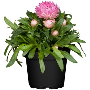 Kerti szalmacsokor cserépben, rózsaszín virág, zöld levelek. GROW by OBI álló növény, kb. 12 cm-es cserép.