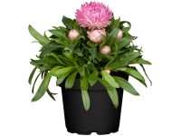 GROW by OBI szalmarózsa mag. 10-20 cm cserép kb. 12 cm Bracteantha bracteata GROW by OBI szalmarózsa mag. 10-20 cm cserép kb. 12 cm Bracteantha bracteata