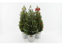 Cukorsüvegfenyő Cukorsüvegfenyő