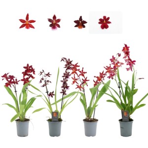 GROW by OBI Cambria Orchidea Red Beauty, válogatott, cserépben. Szobanövény piros virágokkal.