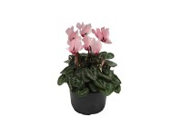 Ciklámen kb: 10,5 cm cserépben Ciklámen kb: 10,5 cm cserépben