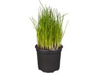 Metélőhagyma cserépátmérő kb. 9 cm Allium schoenoprasum Metélőhagyma cserépátmérő kb. 9 cm Allium schoenoprasum