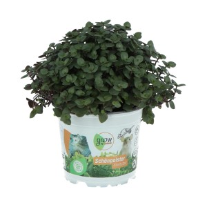 GROW by OBI Callisia repens cserépben, zöld növény mint létfontosságú táplálék kisállatok számára.