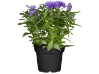 Simalevelű őszirózsa (Aster novi-belgii) cserépátmérő kb. 11 cm Simalevelű őszirózsa (Aster novi-belgii) cserépátmérő kb. 11 cm