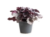 GROW by OBI tűzgyöngyvirág GROW by OBI tűzgyöngyvirág