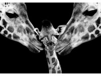 Giraffe Family - Retro-Gift Nagy táblakép 39 cm x 27 cm Giraffe Family - Retro-Gift Nagy táblakép 39 cm x 27 cm