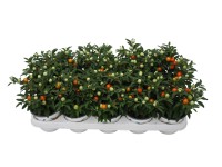 Korallbokor kb. 15-25 cm Solanum pseudocapsicum Korallbokor kb. 15-25 cm Solanum pseudocapsicum