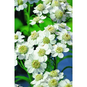 Közeli kép a fehér réti margitvirág (Achillea ptarmica) virágairól cserépben.