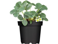 Mieze Schindler eper, 10 darabos tálca Mieze Schindler eper, 10 darabos tálca