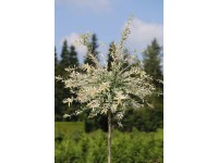Japán fűz (Salix integra - Hakuro-Nishiki) 80 cm - 100 cm konténerben Japán fűz (Salix integra - Hakuro-Nishiki) 80 cm - 100 cm konténerben