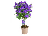 GROW by OBI enciánbokor tő kék magasság kb. 60 cm Solanum rantonetti