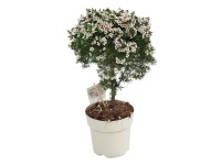 GROW by OBI viaszág törzs mag. 40-50 cm cserépátm. 14 cm Chamelaucium uncinatum GROW by OBI viaszág törzs mag. 40-50 cm cserépátm. 14 cm Chamelaucium uncinatum