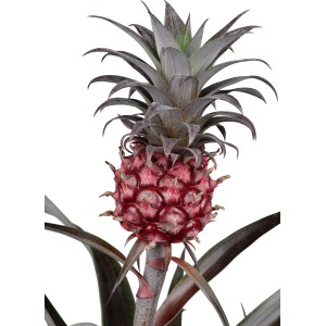 GROW by OBI Ananász növény Ananas Candido cserépben, dekoratív virágzó növény gyümölccsel.