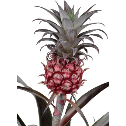 GROW by OBI Ananász növény Ananas Candido cserépben, dekoratív virágzó növény gyümölccsel.