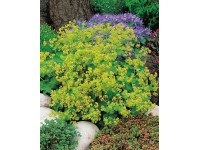 OBI lágyszőrű palástfű 