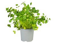 Lapos levelű petrezselyem Lapos levelű petrezselyem