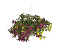 Trio dúsvirágú petúnia függő mag. 10 - 50 cm cserép 27 cm Calibrachoa Hybride