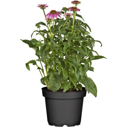 OBI bíbor kasvirág cserépátmérő: kb. 19 cm Echinacea