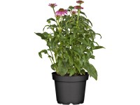 OBI bíbor kasvirág cserépátmérő: kb. 19 cm Echinacea