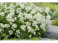 OBI havasi szirtőr fehér cserépátmérő: kb. 9 cm x 9 cm Hutchinsia