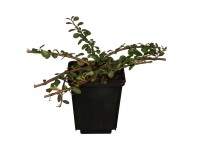 OBI szőnyegmadárbirs 