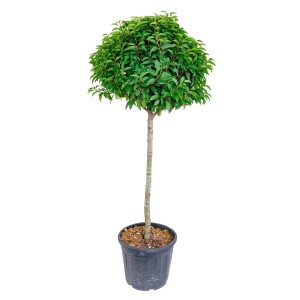 Portugál babérmeggy törzses fa, kb. 100 cm magas, cserépben.